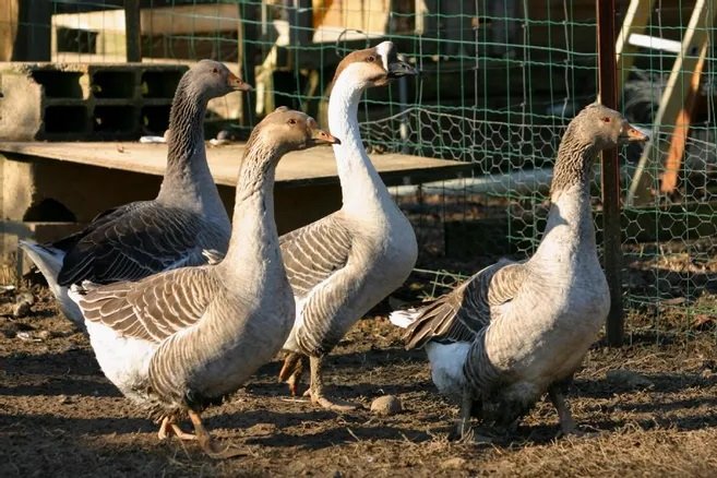 L’influenza aviaire : Échec des politiques de prévention