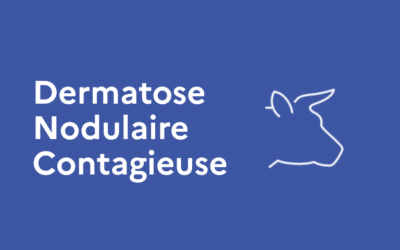 Dermatose nodulaire : stop aux violences et aux intimidations envers les agents de l’État !