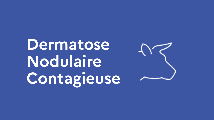 Dermatose-nodulaire-contagieuse-DNC-Point-de-situation-en-Savoie